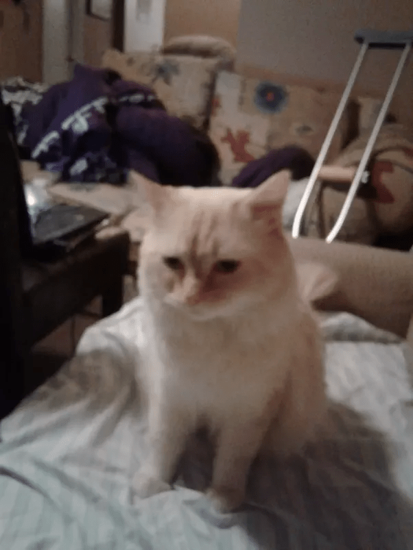 What does it mean when a cat gently touches or tries to touch your face