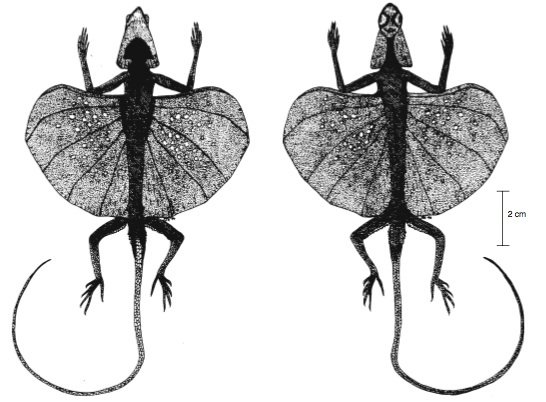 Are there any animals that have four legs and wings? Quora