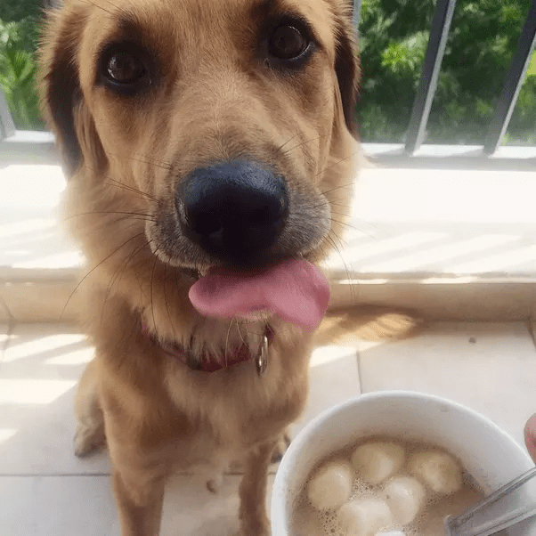 What dog breed suits me? Quora