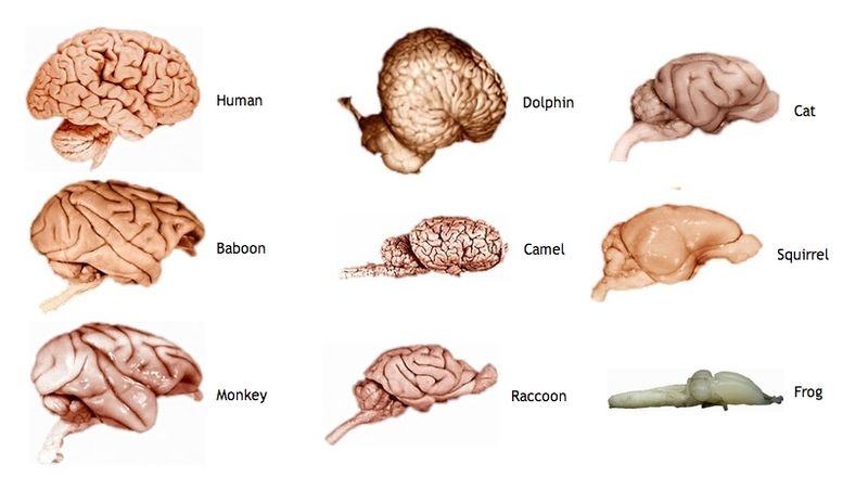 Neuroanthropology For A Greater Understanding Of The Encultured