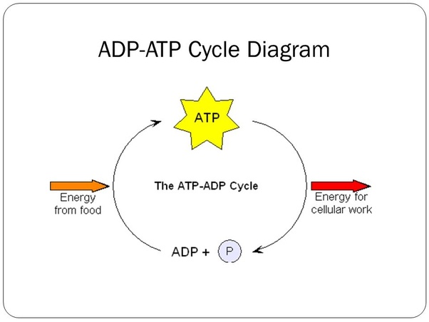 Diagram Atp Adp Cycle AflamNeeeak