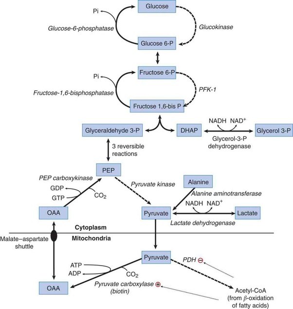How is CO2 converted to carbohydrates during photosynthesis? Quora