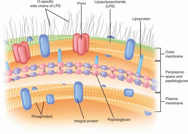 Why does a gram of negative bacteria have a larger