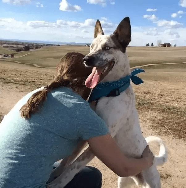 What are Husky Heeler mixes like? Quora