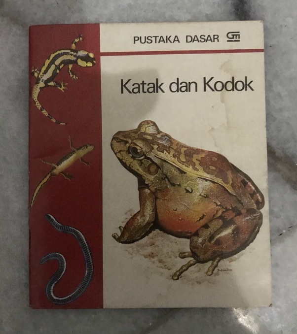 Apa Perbedaan Katak Dan Kodok Kata Kata