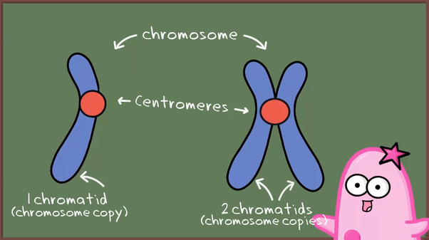 In DNA replication in diploid somatic cells, does the chromosome number
