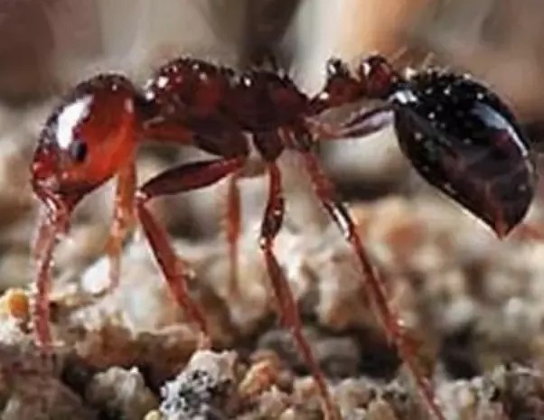 Apa pengalaman paling menakutkan Anda dengan serangga? - Quora