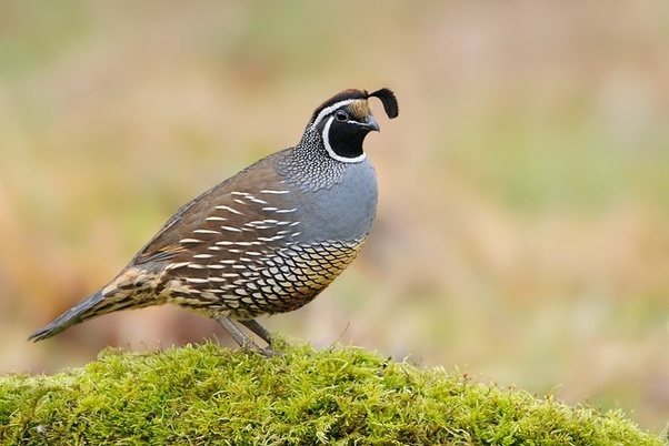 Is there any animal which begins with letter Q? Quora