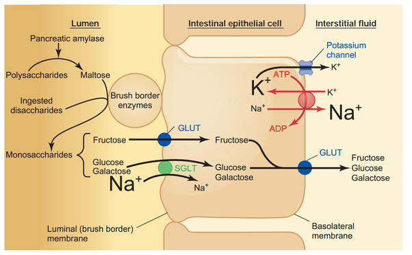 How is glucose absorbed in our body? Quora