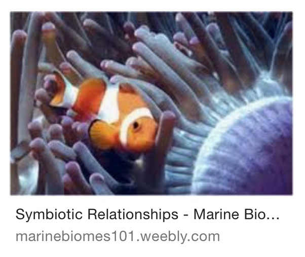 What are some parasitic relationships in the ocean? Quora