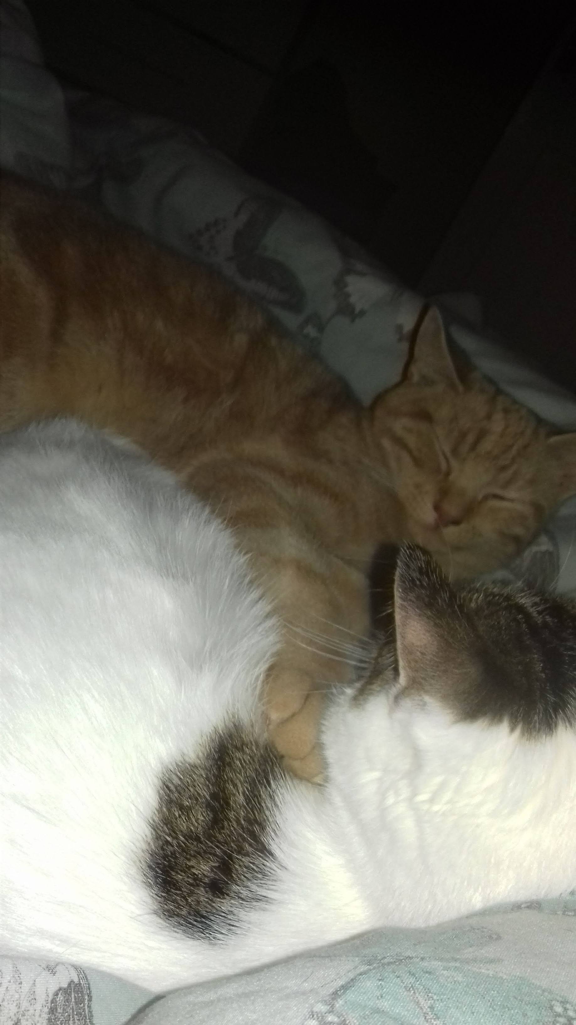 male cat behavior after neutering reddit Orthopedist zine Pictures