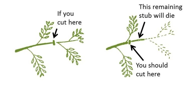 When you take a cutting from a plant, does it grow back