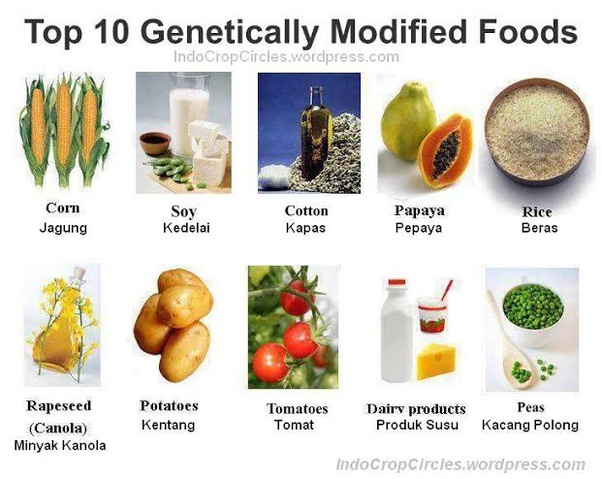 Apa itu GMO (Genetically Modified Organisms)? - Quora