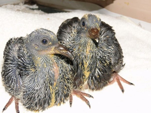 Why aren�t there dead birds everywhere? Quora