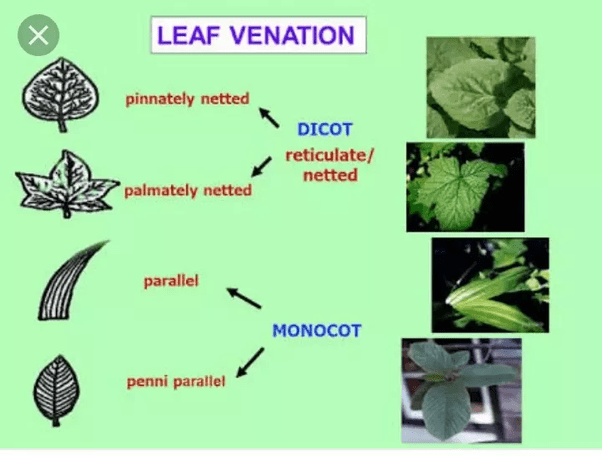 What Is The Type Of Leaf Venation In Monocots