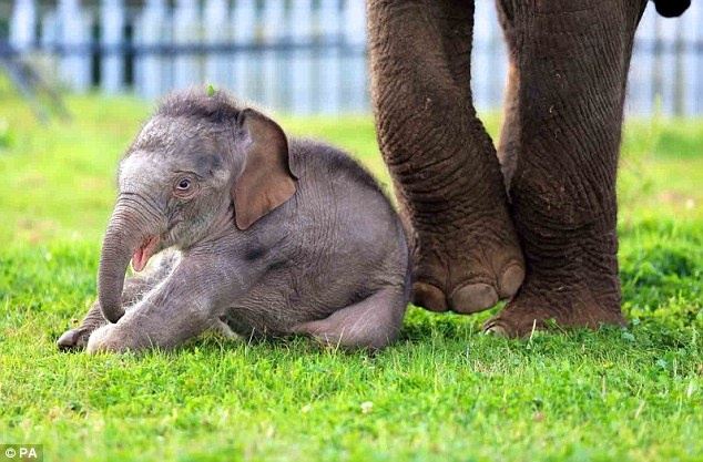Why Are Elephants Pregnant For So Long? - Quora