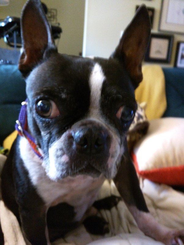 How much does a Boston Terrier Puppy cost on average? Quora