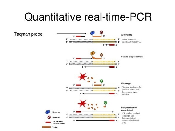 What is real time PCR (biology)? How does it function technically? Quora