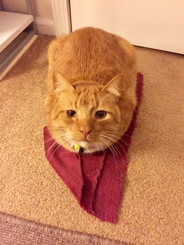 Why do you own a cat? Quora