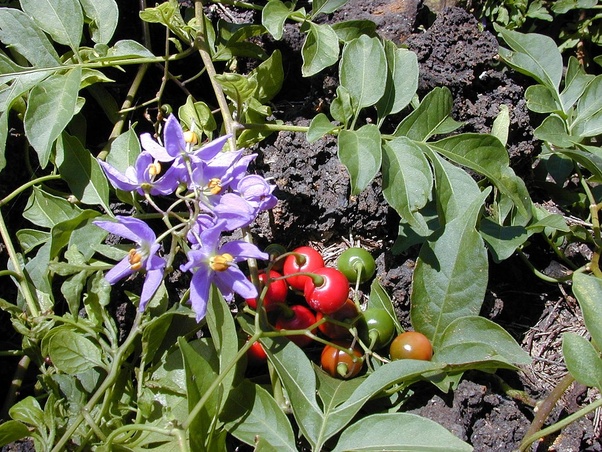 Which plants have poisonous thorns? Quora