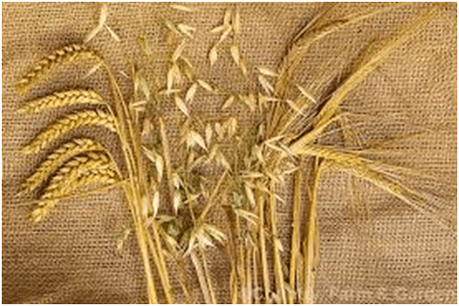 What is the meaning of oat in Hindi? Quora