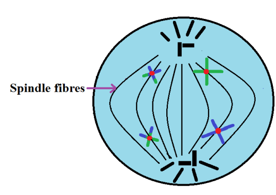 What happens during anaphase 1 of meiosis? Quora