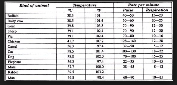 Which animal has the highest average body temperature? Quora