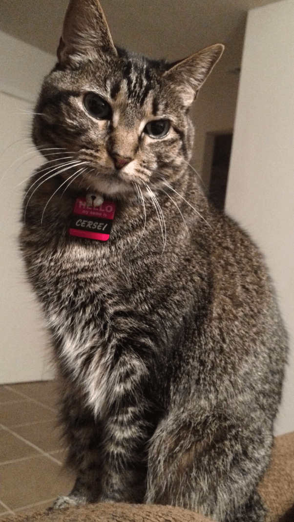 Do cats have favourite people? Quora