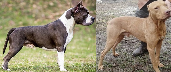 Are pitbull dog breeds dangerous? Quora