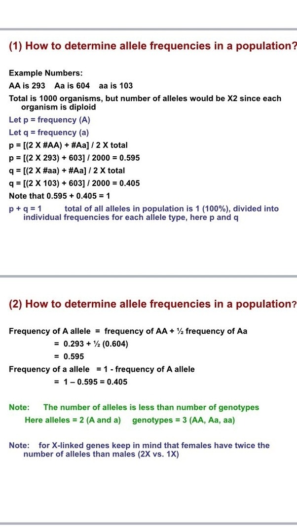 What is the equation for allele frequency? Quora