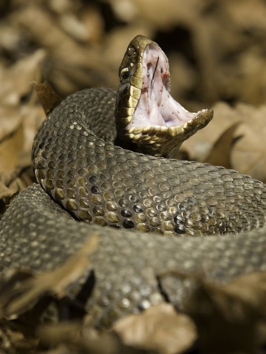 How to tell if a snake is a cottonmouth or a copperhead Quora