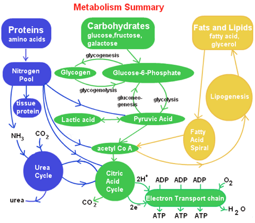 The aerobic system can utilize three different fuels: Is a ketogenic diet good for weight loss? - Quora