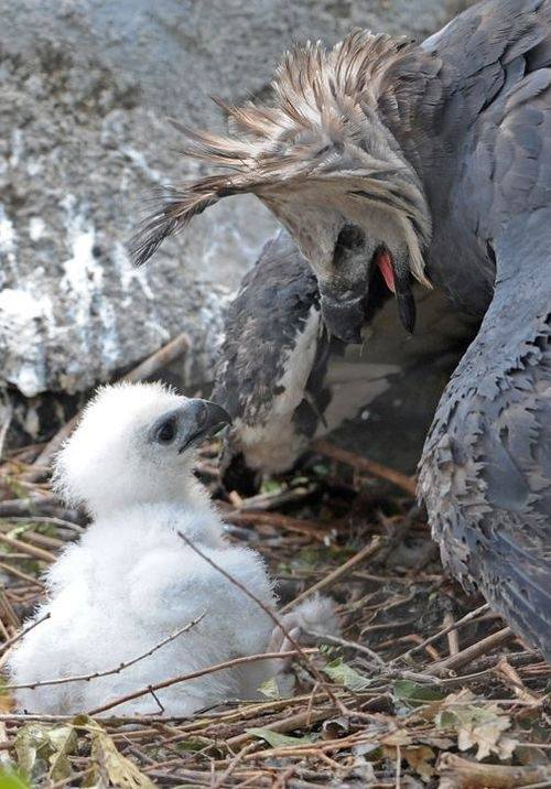 What animals prey on eagles? Quora