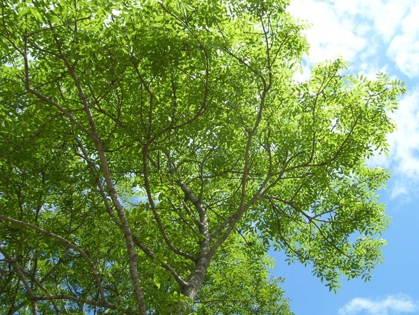 What kind of trees make 'helicopter' seeds? Quora
