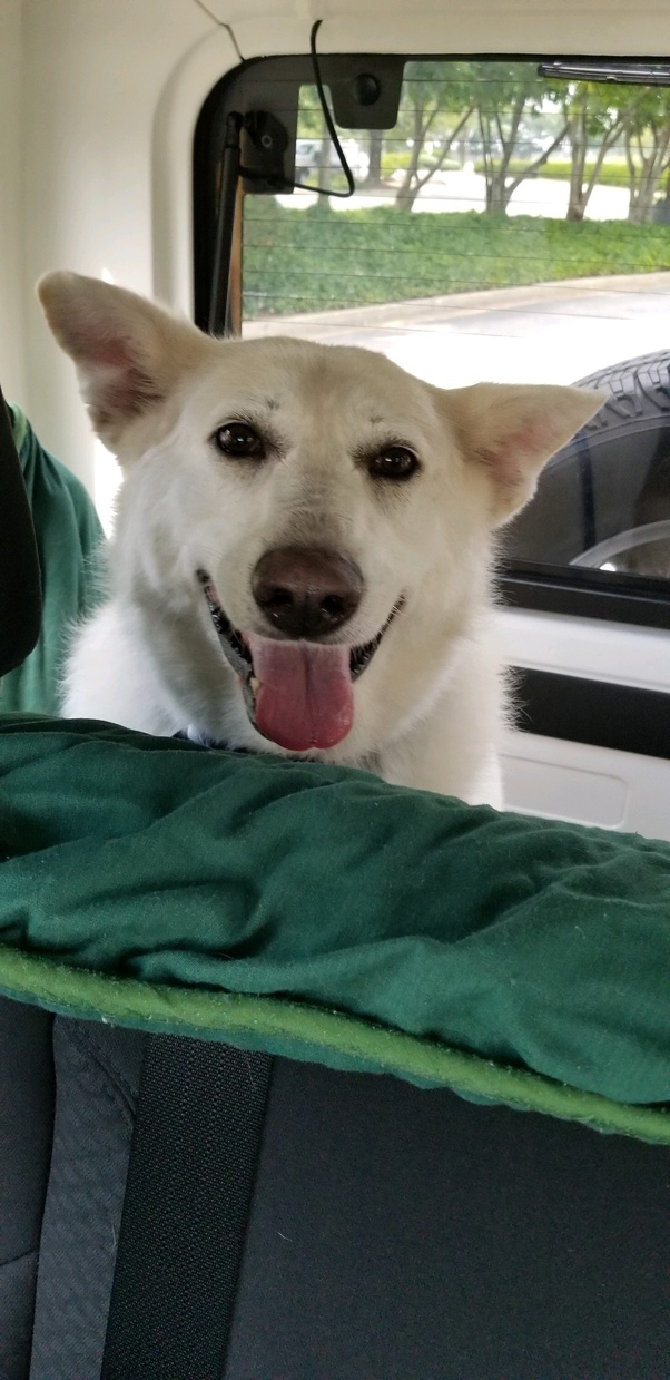 Why is my dog shedding so much? Quora