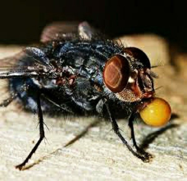 What did house flies eat originally? Do they perceive human food as