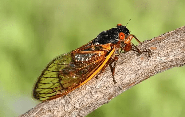 What insects (besides crickets) make sounds loud enough for humans to