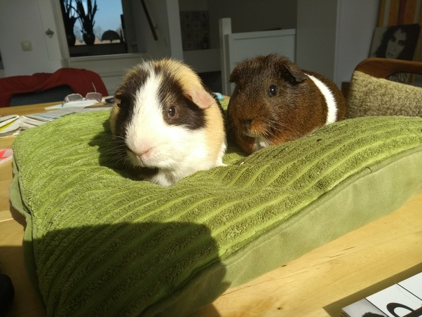 What is the longest you have personally had a guinea pig live under