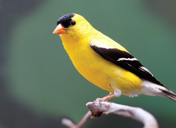 What is the official state animal of Washington? Quora