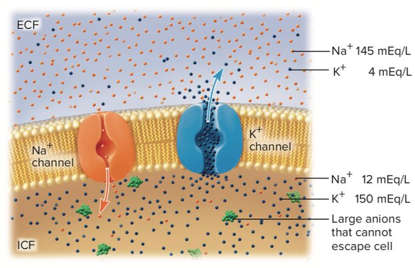 Bagaimana sinyal saraf terjadi, dan bagaimana penyebarannya di saraf? -  Quora
