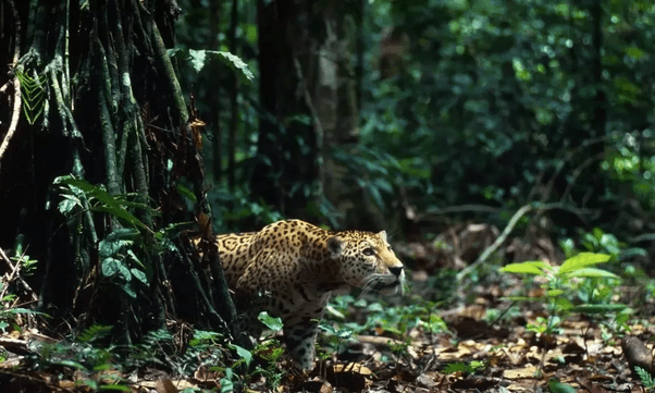 How do jaguars survive in the Amazon rainforest? Quora