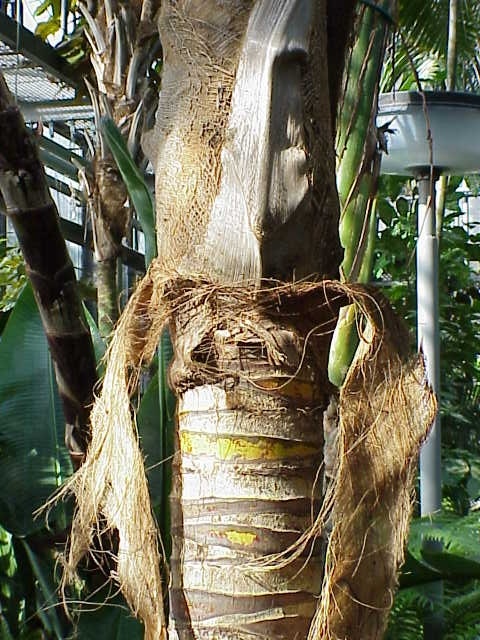 Gowsalya Name Meaning In Tamil