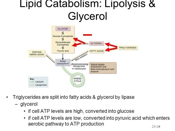 If a diabetic person is hypoglycemic, why can&#039;t his body use fat