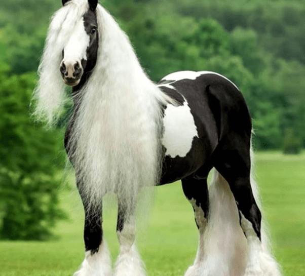 What is a black horse with white mane and tail called? Quora