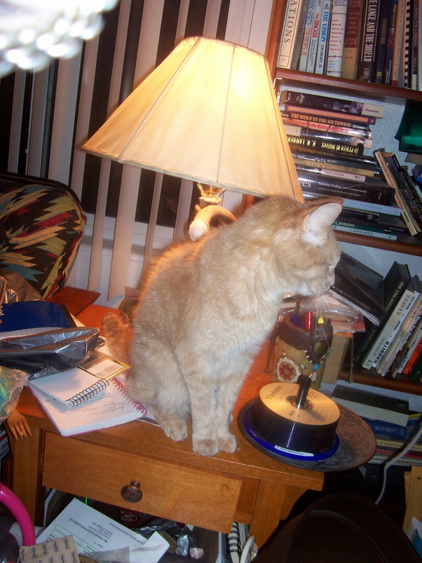 Is it safe to neuter cat? I am thinking about having my cat neutered