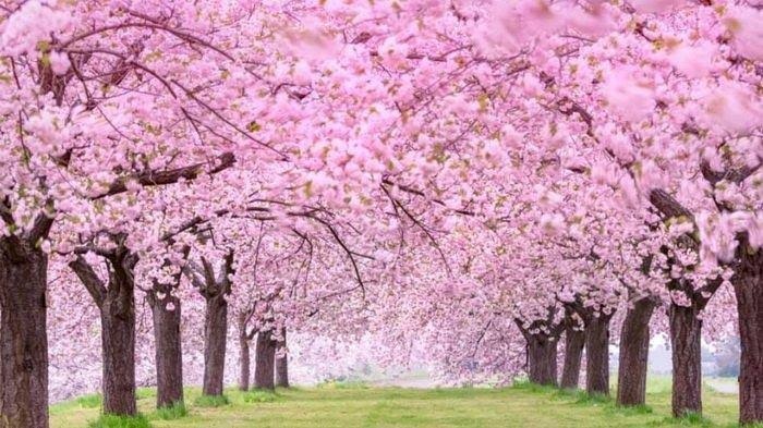 25+ Gambar Bunga Sakura Asli Cari Gambar Keren HD