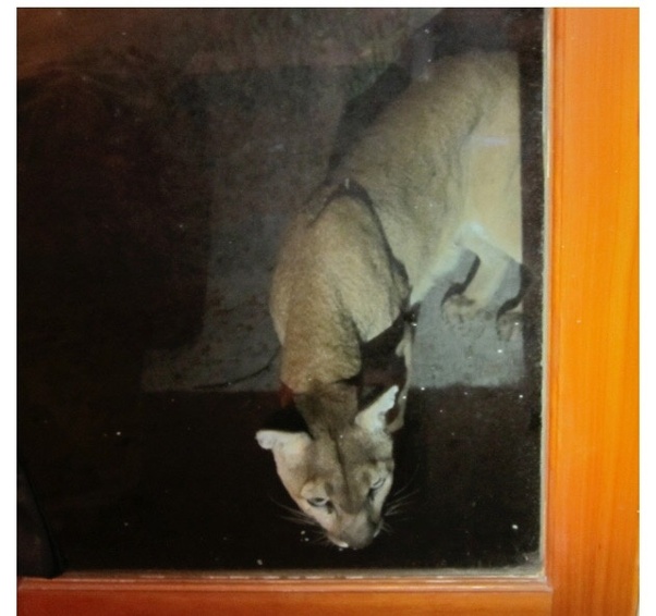 Do mountain lions travel in packs? Quora