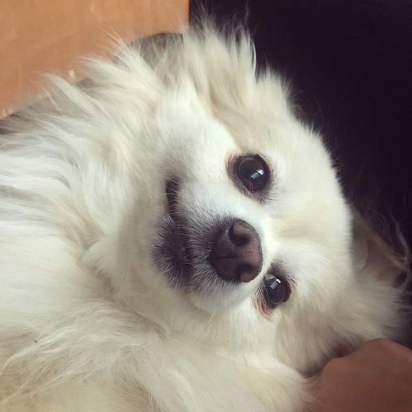 Which breed of dogs have the saddest looking faces? Which