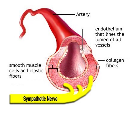Apakah vena dan arteri termasuk otot? Jika tidak, bagaimana mereka rileks  dan berkontraksi? - Quora