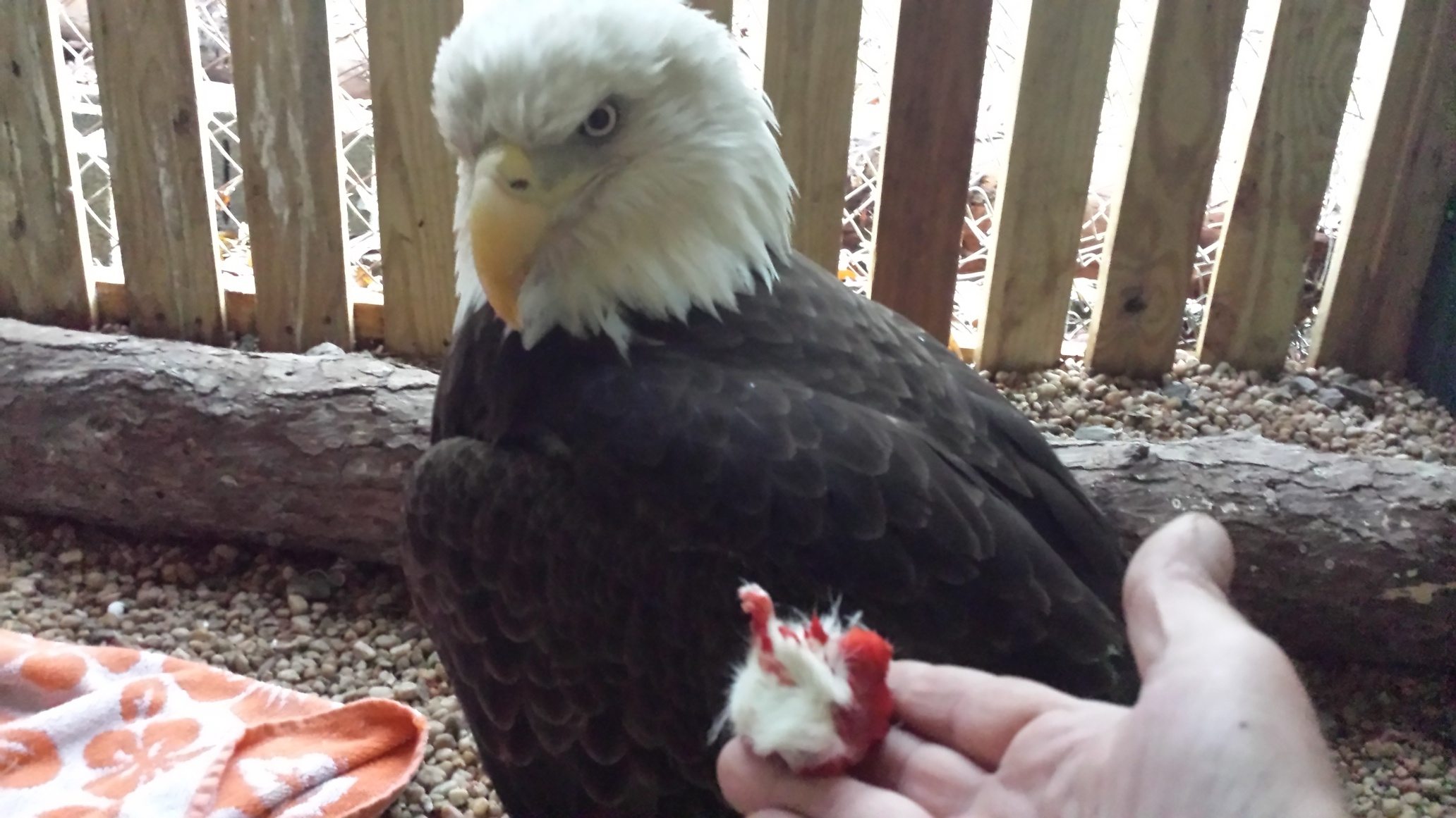 Do Cheetahs Eat Eagles ABIEWRT